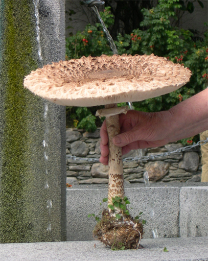 Parasol